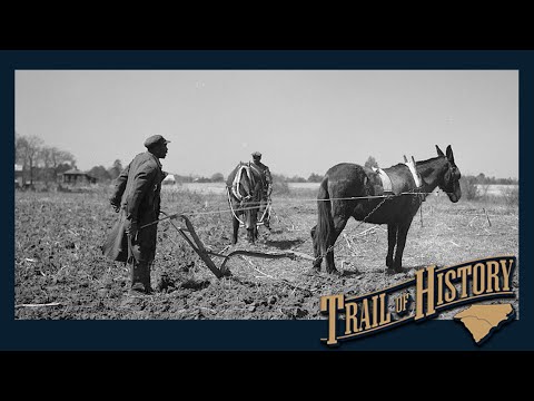 The Legacy of African American Farmers | Trail of History