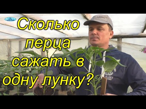 Сколько перца садить в 1 лунку? (из нашего опыта)