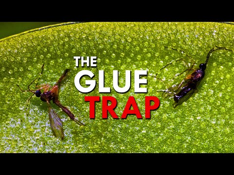 Butterwort: A Carnivorous Plant With A Killer Cling