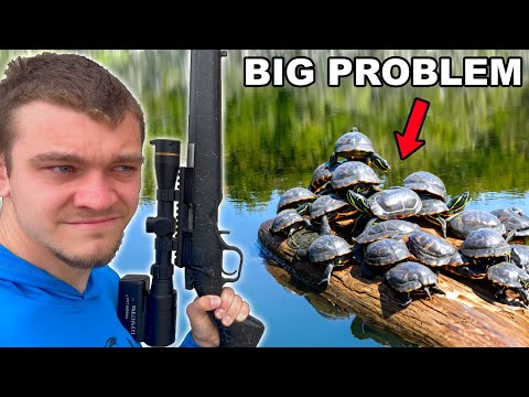 This Pond is INFESTED with Turtles!