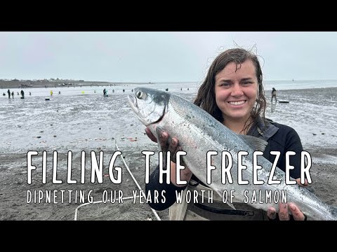 Fresh Alaskan Salmon - Filling the freezer
