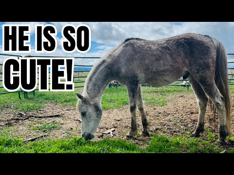 I bought a new AUCTION horse ❤️ was it a mistake?