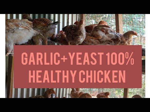 Garlic Water and yeast for chicken.Your chicken will never get sick again