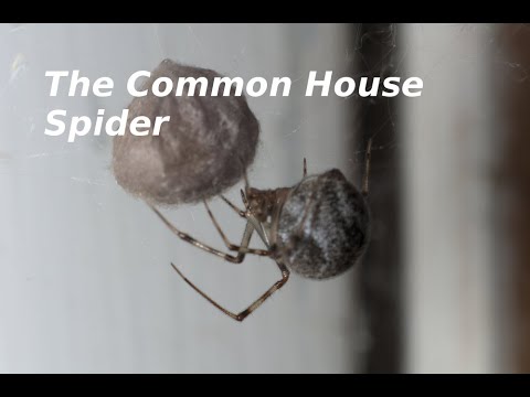 The Spiders in Your House - the Common House Spider