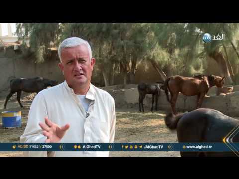 كيف بدأت تربية وتجارة الخيول في مصر؟