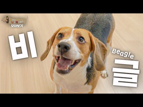 [세나개 댕모아] 악마견이라고요?🙅 비글미 넘치는 비글의 문제 행동 🐶 비글 편
