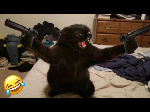 Tente Não Rir 😅 Os Gatos e Cachorros Mais Hilários de 2025 🐾