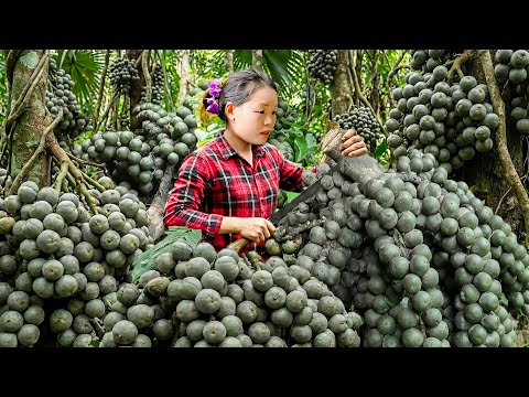 Harvesting Forest Fruits - Seeds of Buffalo feet to Sell at the Market with Huong