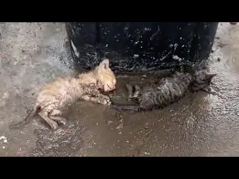 Passed out next to the trash can, the two poor exhausted kittens cried out weakly for help