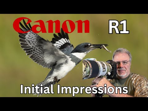 Canon R1 Initial Impressions - From a Bird Photographer