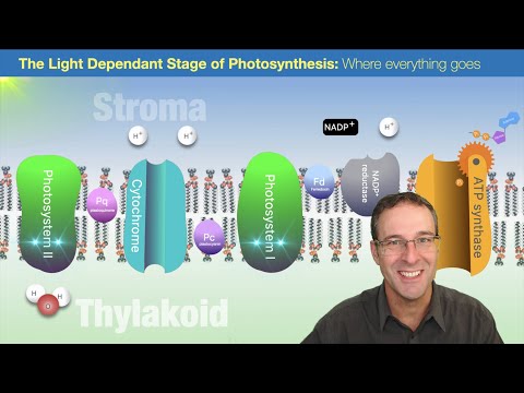 Light Dependent Stage of Photosynthesis: Where everything goes