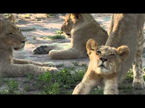 Дикая Южная Африка  Большая пятерка