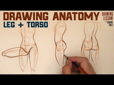 Learn Leg and Torso Anatomy (How they Connect)