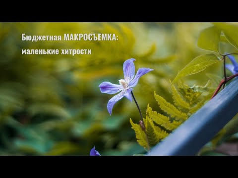 Бюджетная МАКРОСЪЕМКА: маленькие хитрости