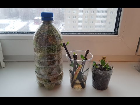 Начинаем черенкование гортензий-результат, мои секреты, черенки из холодильника🌿