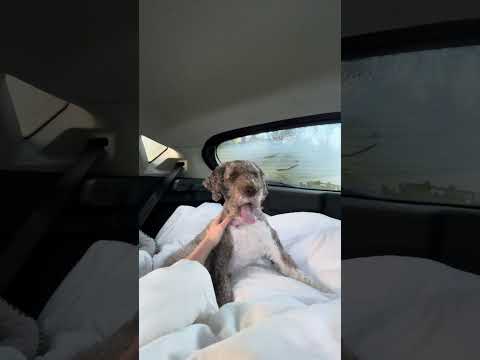 solo camping with my dog 🫶