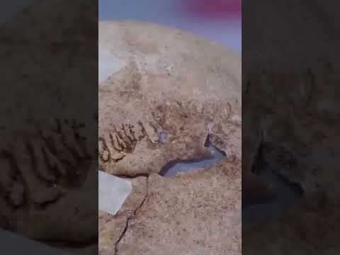 Analysing wounds on an ancient human skull #forensicanthropology