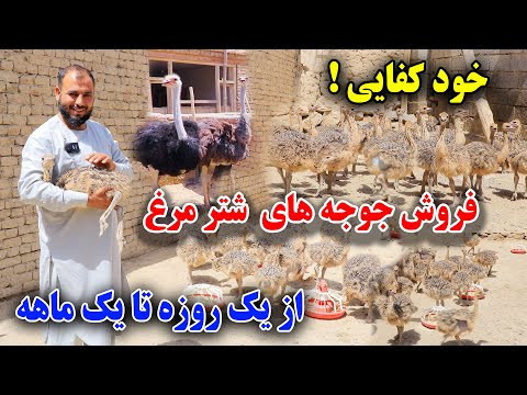 تجارت!فارم شتر مرغ با درآمد میلیونی عجله کنید خود را صاحب کار بسازید 150 کیلو یک شتر مرغ