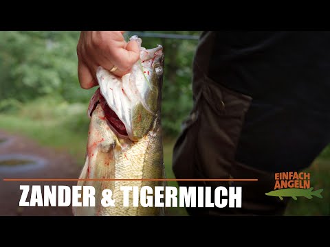 ERFOLGREICH Faulenzen auf ZANDER! | Bestes Zander-Tutorial