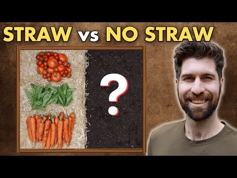 I TESTED growing 5 Crops with and without straw - Here are the results!