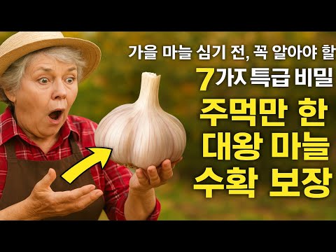가을 마늘 심기 전, 꼭 알아야 할 7가지 특급 비밀! 주먹만 한 대왕 마늘 수확 보장.