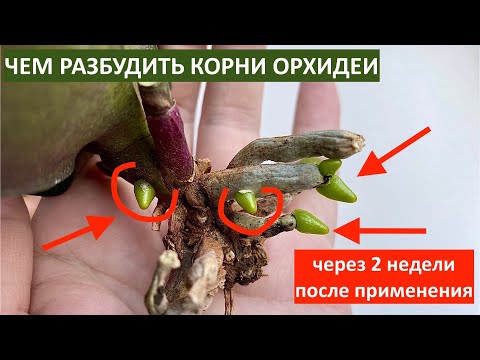 НОВЫЕ КОРНИ ОРХИДЕЙ ПОЛЕЗЛИ КУЧЕЙ у орхидеи через 2 недели от ЭТОГО