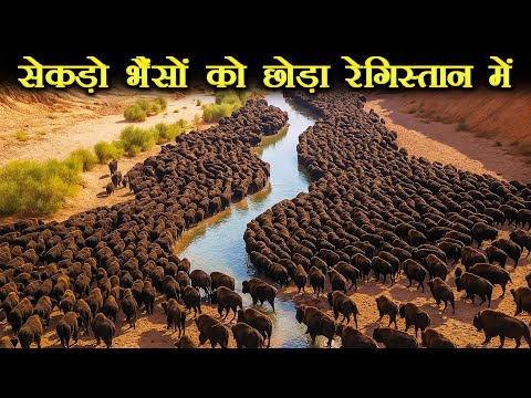 इस फैसले ने सब बदल दिया | Mexico Released Bisons in a Desert and 10 years later...