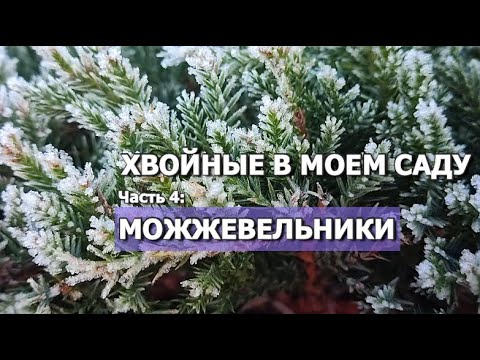 ХВОЙНЫЕ В МОЕМ САДУ Часть 4: МОЖЖЕВЕЛЬНИКИ | Хвойные растения в саду