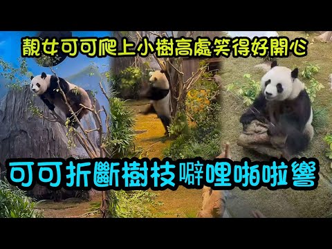 漂亮活潑可愛的可可小公主，隔三差五就拆家，把樹枝折斷噼里啪啦響，自己也掉了下來#熊猫安安可可 #panda #cutepanda