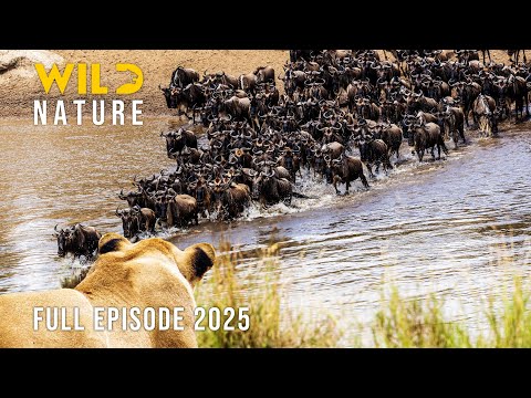 FROM SERENGETI TO MAASAI MARA | Survival on the Move #naturedocumentaries | Wild Nature