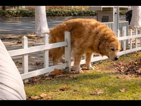 Aw, Poor Buddy 🤣 | FUNNIEST New Videos of the Week