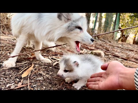 A forest fox 🦊 couldn’t care for her newborns and made a shocking decision. 🦊😘🥰❤👍