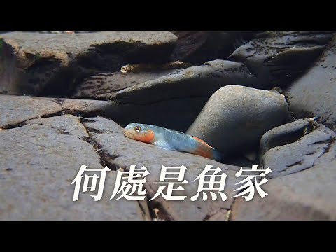 【淡水原生魚種】何處是魚家｜如何杜絕商業採捕壓力？(我們的島 1110集 2021-06-21)
