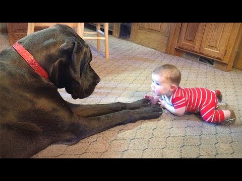 When Big Dogs Prove They’re Truly the Best Babysitters 🐶👶 Dog and Baby Videos