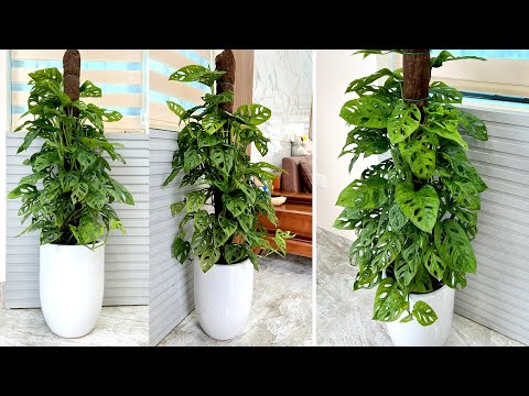 Beautiful and unique Monstera Lechleriana plants create beautiful artwork for your space