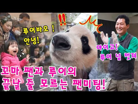 에버랜드 판다월드💥루이바오와 꼬마 팬의 장시간 팬미팅 현장!ㅋㅋㅋ🥶 루이의 한국어 알아듣는 실력에 행복해하시는 송바오 할부지😮😂