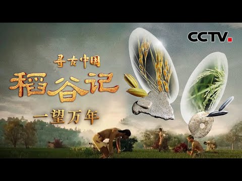 水边野草的种子如何进化成人类的主粮？破解水稻驯化的密码，追寻世界稻源的真相！《稻谷记·一望万年》| CCTV「寻古中国」20230814