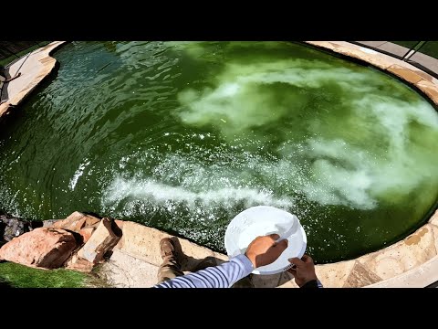 Disgusting Pool Transformation For Home Sellers POV and Jump In At The End!
