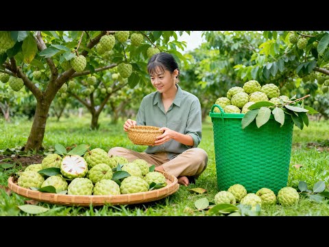 Harvesting Custard Apples 🍏 | Market Trip, Livestock Care & Free Bushcraft