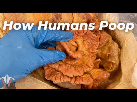 How Many Muscles Does it Take to POOP?