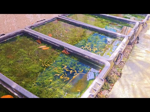 Natural Outdoor Guppy Farm: Transferring Pregnant Females and Feeding Baby Brine Shrimps!!