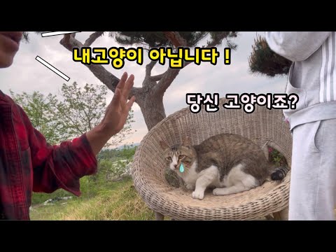 내 고양이라고 말할수 없었다 … 너무 창피해서 (식군척 이야기)