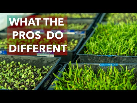 Starting Crops from Seed: A Complete Grower's Guide