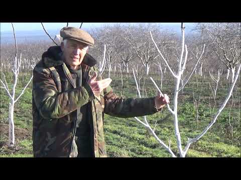 Садовая краска для подготовки сада к зиме. Декабрь 2025