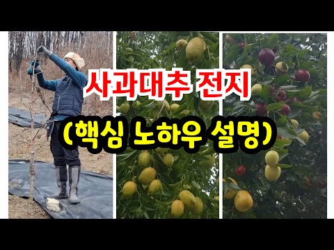 Apple Jujube Professional Farm Pruning Method