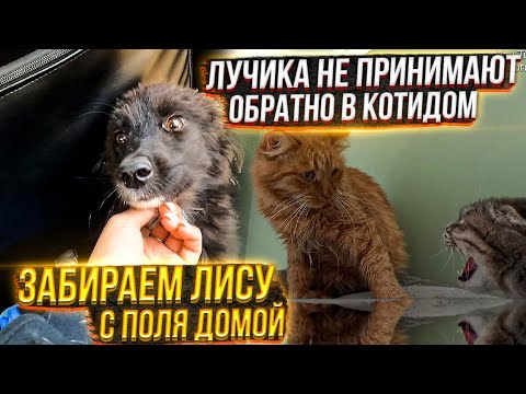 Забираем щенка с поля домой.  Как лучика приняли опять в Котидом. Мурзик сгрыз котетер😬