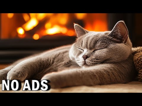 1 Hour Of Music For Cat to Fall Into Deep Sleep🐈Stress Relief♬ Heal Stress For Cat Soothing Piano