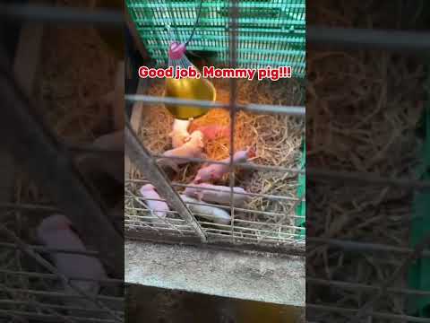 Successful delivery of Mommy Pig! #pig #piggery #successdelivery #shorts