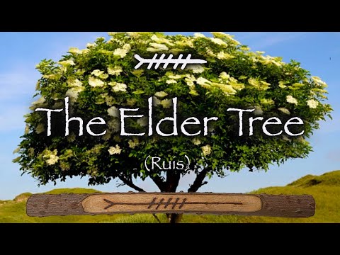 Elder | Folklore, Mythology and Magic of the Elder Tree (Ruis)