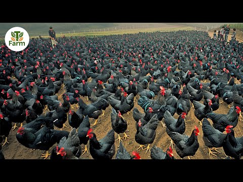 How Chinese Farmer Raise and Process Millions of Black Chicken | Agricultural Documentary